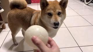 啾啾球 啾啾聲 球球 狗狗最愛 柴犬 shiba 柴柴