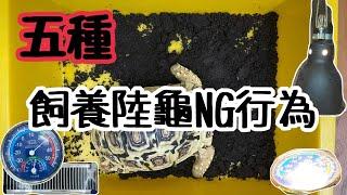 五種飼養陸龜的 NG行為  快來看你有沒有犯過