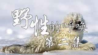 《野性的呼唤》 第二集 蔚蓝之下 | CCTV纪录