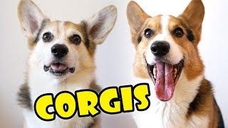 CORGIS  - Comparing Personality in Dog Breed || Extra After College