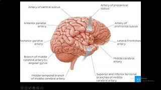 anatomy of the Middle Cerebral artery