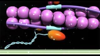 Muscular System Sliding Filament Theory