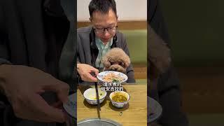 Angela day #cute #dogs #toypoddle