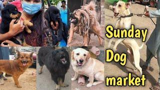 Sunday Dog market | Tollinton Market Lahore | Dog market in Pakistan | pet market