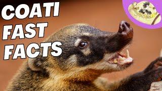 5 Fast Coati Facts | Amazing Animals