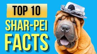 Shar-pei Dogs (Top 10 Interesting Facts )