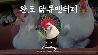 완도 며느리의 닭큐멘터리(Chistory)