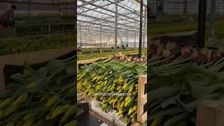 Выгонка тюльпанов на гидропонике #выгонкатюльпанов #цветы #тюльпаны