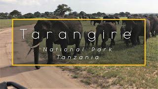 Tanzania - Tarangire NP - 4challenge