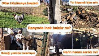 Yeni buzağı çok hareketli/Narin inek satıldı mı?/Banyoda inek bakılır mı?