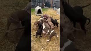 They tried to finish her  #nbf #nbfkennel #dog #pitbull #puppiesforsale #puppy #houston #xlbully