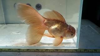 For Sale: "Betty" Bronze Big Tail Thai Oranda Goldfish Female Fishchick Auctions (June Sale)