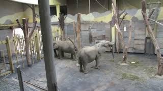 EEG Afrikanischer Elefant  Zoo Wien, Tiergarten Schönbrunn, Austria, 11. Juli 2024 Elefantenhaus