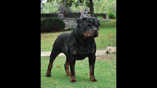 VON RUELMANN ROTTWEILERS GERMAN ROTTWEILER BREEDER