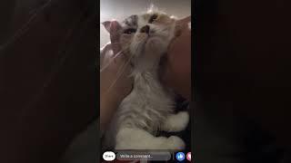 GIGIL TIME  !!! Cuddly Cute Fluffy Lazy Beautiful Adorable Kissable Huggable Persian Cat