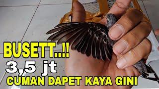 HARGANYA NGALAHIN PAUD KENARI YS..‼️ PADAHAL CUMAN BURUNG KECIL IMUT