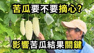 苦瓜要不要摘心?如何留蔓幫助結果?摘心和留蔓重點分享| 阿星種植