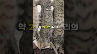 200만 마리의 길고양이가 호주에서 사냥당한 이유