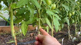 Лучшая формировка низкорослых томатов! Урожай невероятный с каждого куста