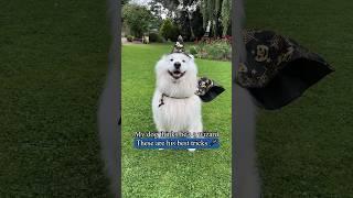 My dog is a wizard 🪄 #wizard #fun #comedy #dog #samoyed