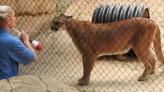 Cougar Feeding Haley