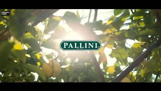 Difford Guide - In the Pallini Limoncello House