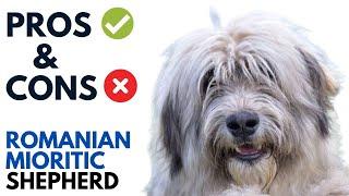 Romanian Mioritic Shepherd Dog Pros and Cons | Ciobănesc Românesc Mioritic Andaluz Advantages