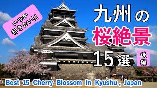 Best 15 Cherry Blossom (Sakura) in Kyushu, Japan Part 2 / Kumamoto, Miyazaki and Kagoshima