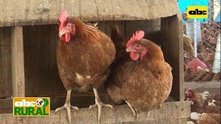 Abc Rural: Qué tener en cuenta en la cría de gallinas ponedoras