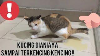 KUCiNG DiANiAYA SAMPAi TERKENCiNG KENCiNG!!