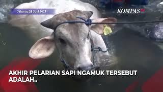 Kompilasi Sapi Kurban Ngamuk Jelang Iduladha