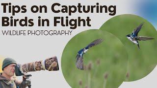 How to Photograph Birds in Flight | Get better Sharp shots | Basic Tips | Canon R3 & R7 for Wildlife