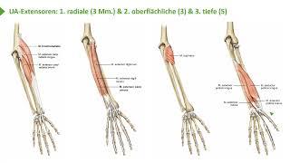Bewegungssystem I Übersicht oberflächliche & tiefe Unterarmmuskulatur: Strecker I Prof.Dr.med. Wirth
