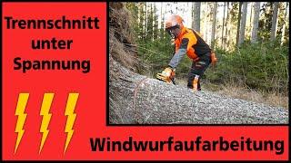 Windwurfaufarbeitung I seitlich verspannter Baum I Holz in Spannung I FAST Ossiach