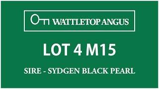 Wattletop Angus Lot 4 M15