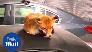 Adorable fox sleeps on top man's car and refuses to move