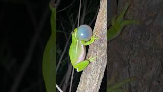 मेंढक की अलग अलग प्रजाति की आवाज । DIFFERENT SOUND OF FROG'S