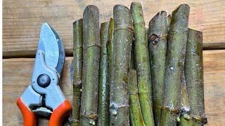 Fig Cutting Success: How to Inspect for Viability Before Rooting