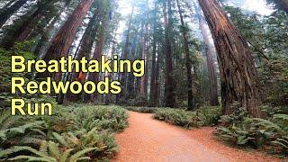 Breathtaking Redwoods Trail Run | Virtual Run/Slow TV | 4k POV