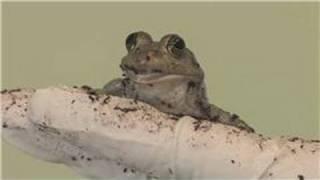 Animal Care & Information : What Are the Characteristics of Amphibians?