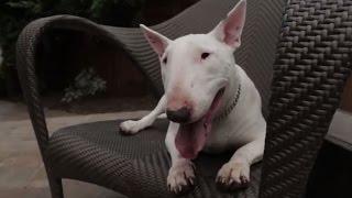 Bull Terrier 101: Is the Bull Terrier Right for You?