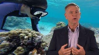 HHMI Educator Tips | Coral Reef Scientists at Work