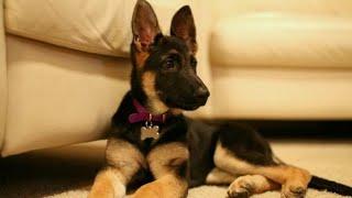 Top Quality Heavy Bone Single Coat German Shepherd Puppy Available In Rajasthan In Low Price. 