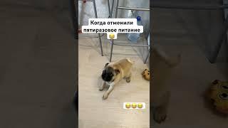Любитель покушать #леон #мопсы #усыновление#обжора#еда