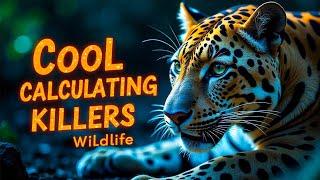 Cool Calculating Killers: discovery channel video hindi animal | Wildlife Documentary in Hindi