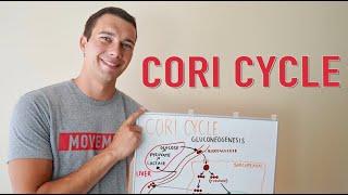 What is the Cori Cycle? | Gluconeogenesis Explained Simply
