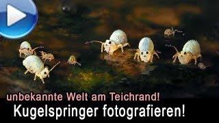 unglaubliche Makrowelt am Teichrand: Kugelspringer einfangen!