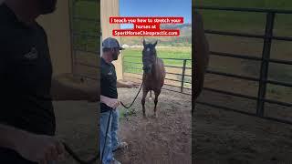 Dr. Mike gives this #horse a #chiropractic #adjustment of her upper neck!