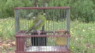 CHANT du VERDIER d'Europe  (1h)  MAÎTRE OISEAU