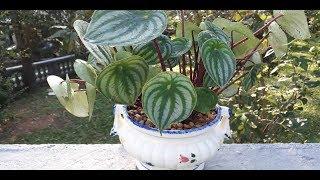 PEPEROMIA MELANCIA COMO CUIDAR + REPLANTE